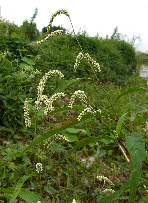 オオイヌタデ白花