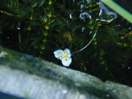 オオカナダモの花