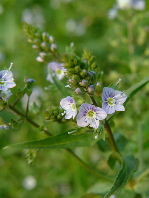オオカワヂシャ