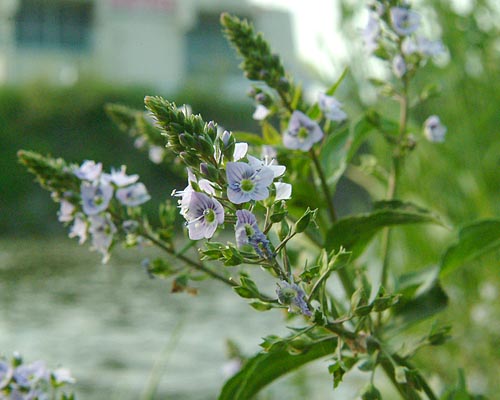Veronica anagallis-aquatica