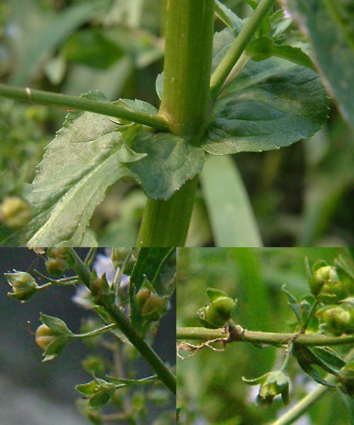 オオカワヂシャ