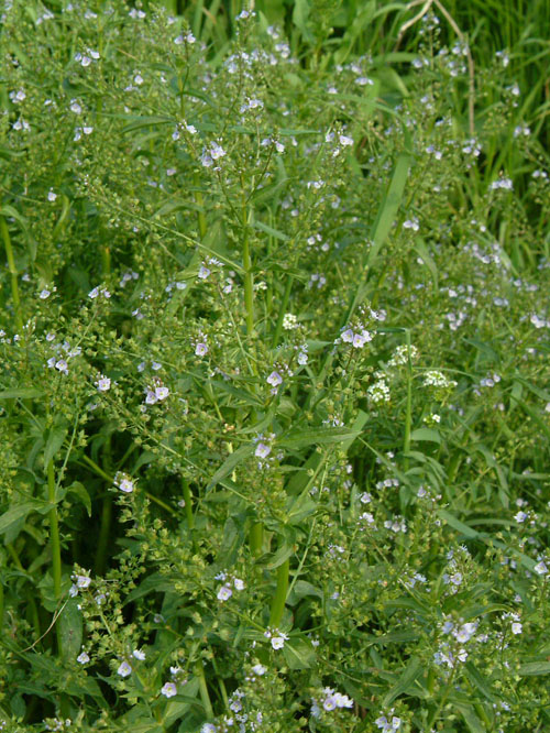 オオカワヂシャの群落
