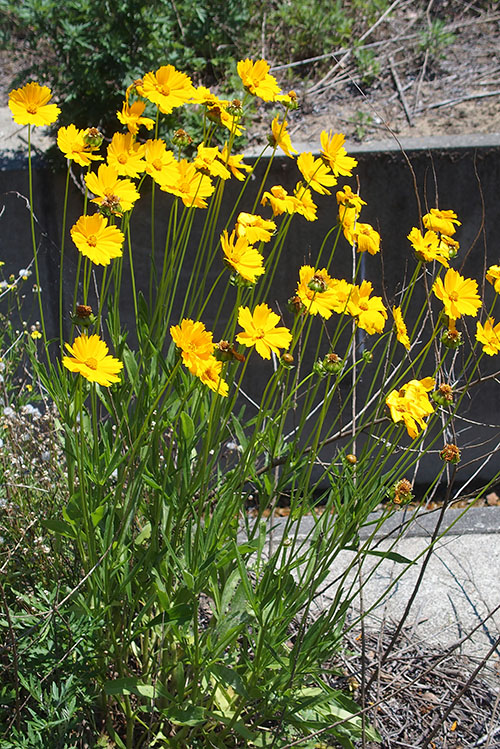 オオキンケイギク