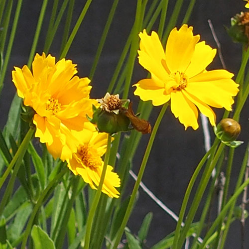 オオキンケイギク