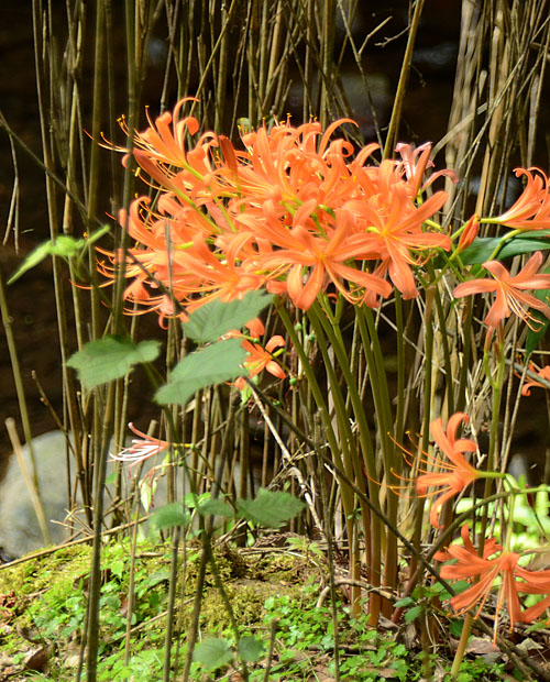 オオキツネノカミソリ