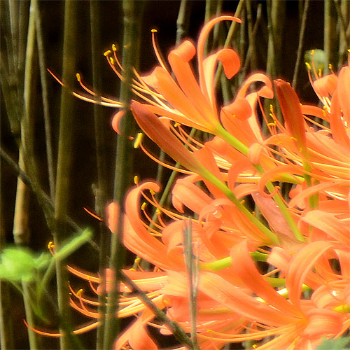 Lycoris sanguinea kiushiana