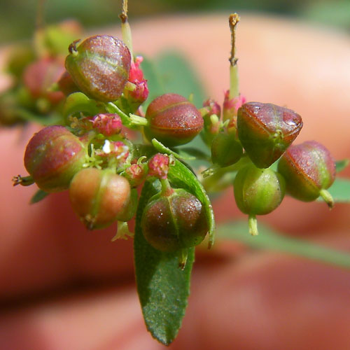 オオニシキソウの実