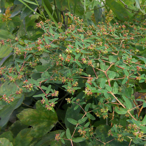 オオニシキソウ女瀬川