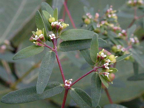 オオニシキソウ