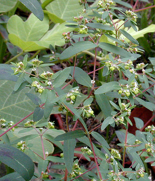 Euphorbia maculata