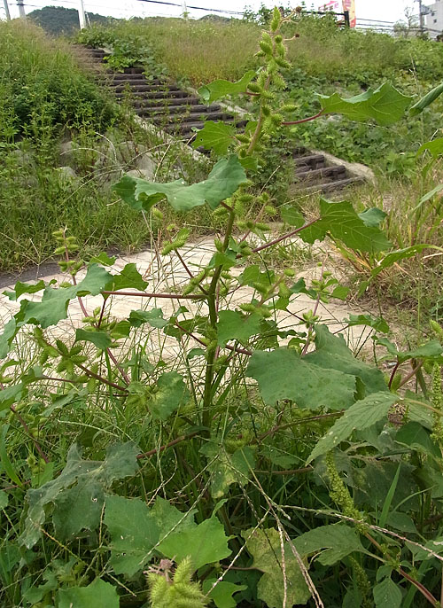 Xanthium occidentale