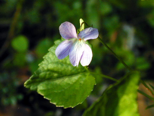 オオタチツボスミレ