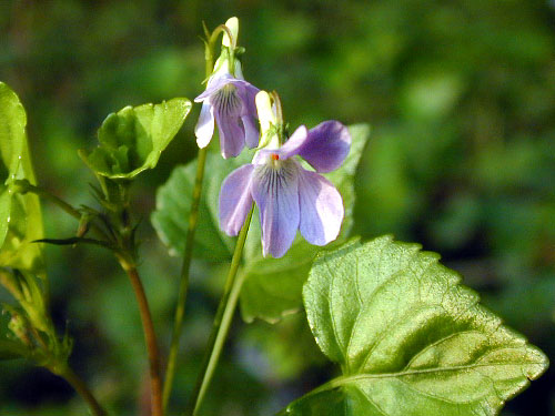オオタチツボスミレ