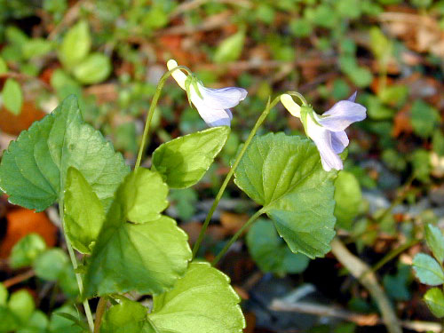 オオタチツボスミレの花冠を真横から