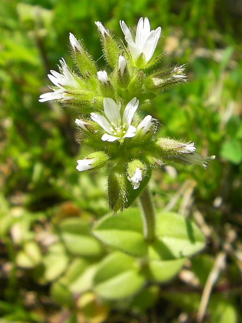 オランダミミナグサ