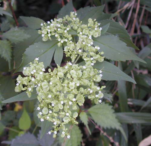 Patrinia villosa