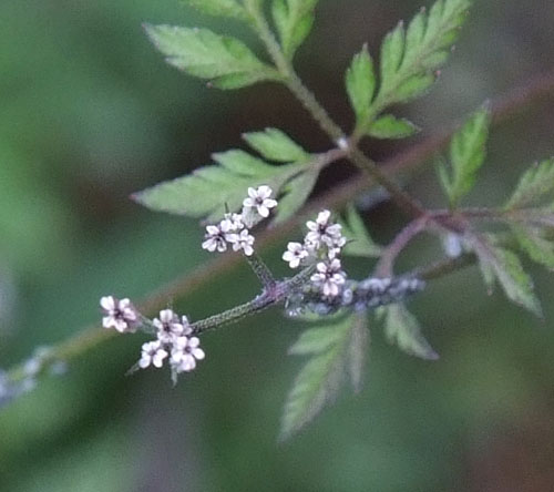 オヤブジラミの花