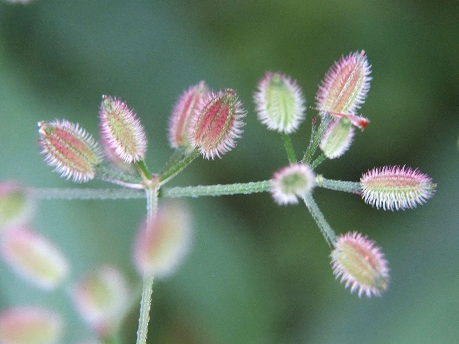 オヤブジラミの果実のアップ