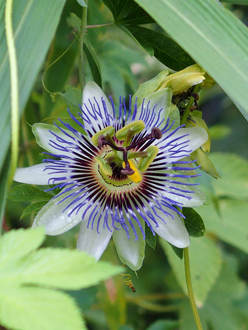 トケイソウ科パッシフロラ・カエルレア