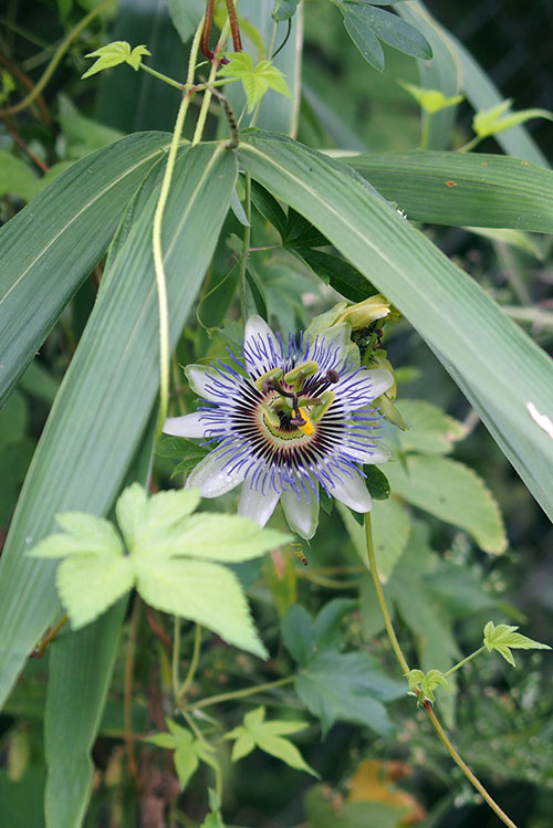 トケイソウ科パッシフロラ・カエルレア