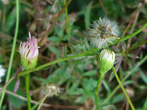 Erigeron karvinskianus