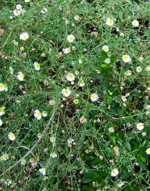 ペラペラヨメナ