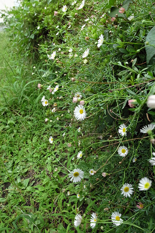 ペラペラヨメナ