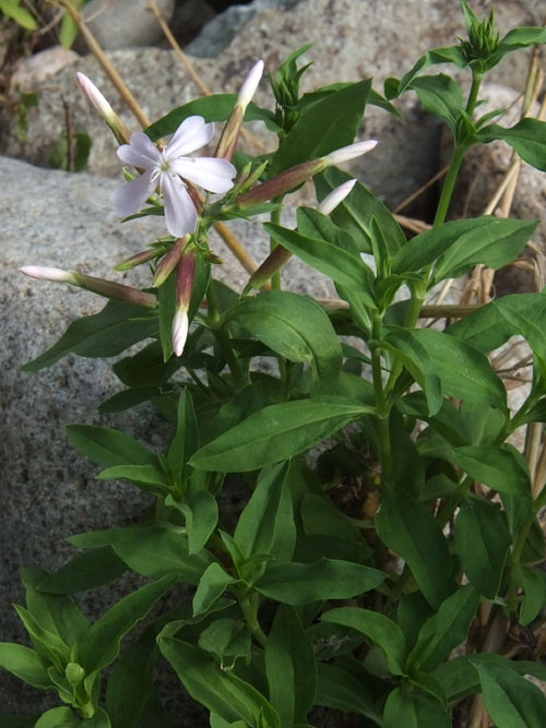 Saponaria officinalis