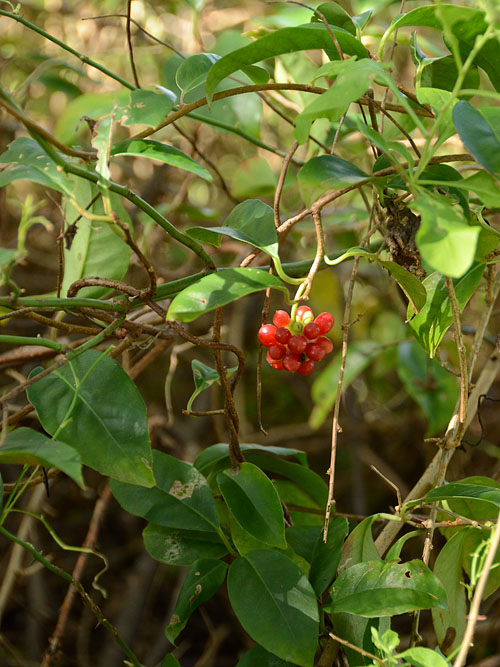 Kadsura japonica