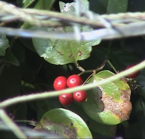 サルトリイバラ