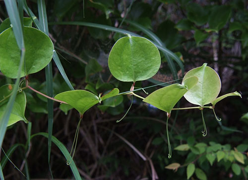 Smilax china