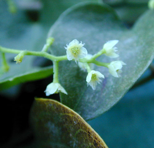 サルトリイバラの花