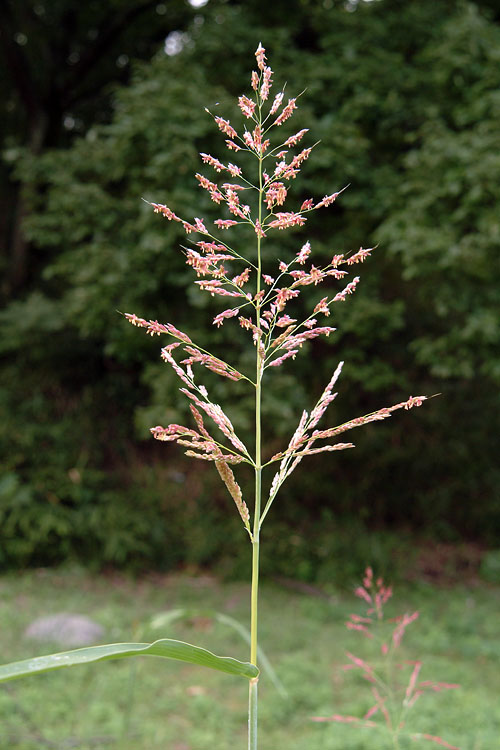 セイバンモロコシ