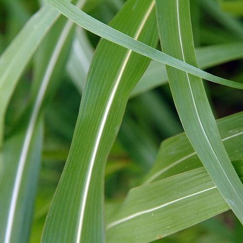 セイバンモロコシの葉