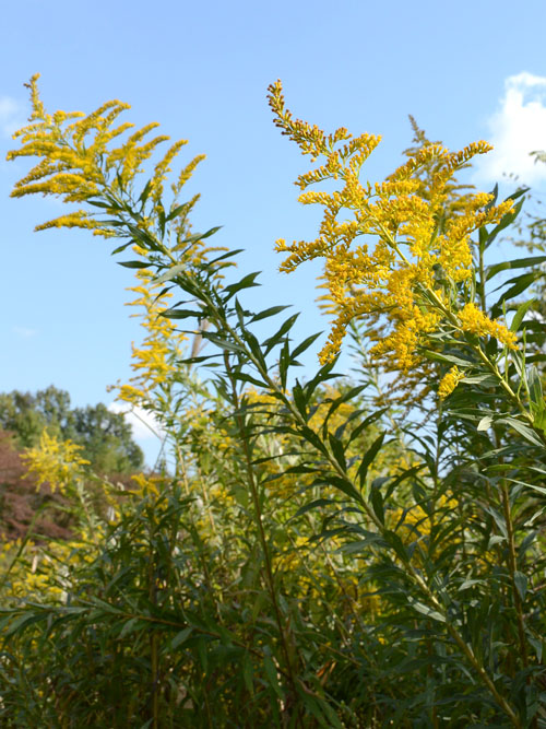 セイタカアワダチソウ