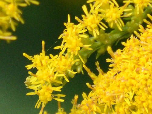 Solidago altissima