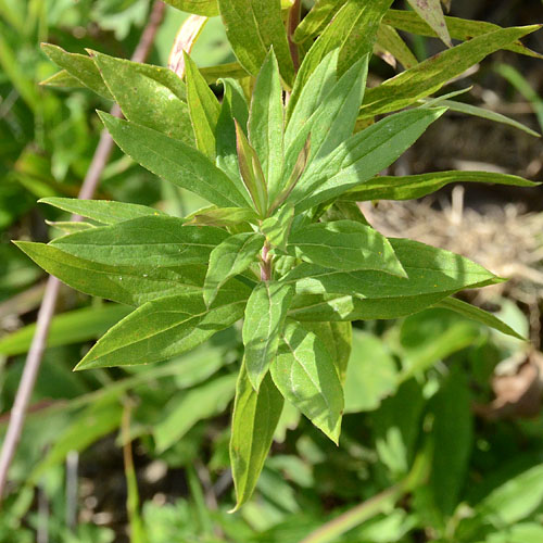セイタカアワダチソウ