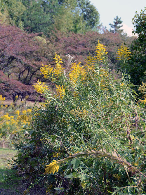 セイタカアワダチソウ