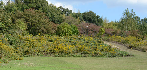 セイタカアワダチソウの群落