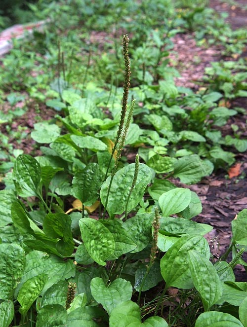 セイヨウオオバコ