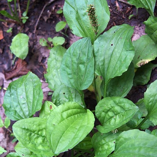 Plantago major