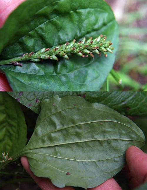 セイヨウオオバコの葉の表と裏