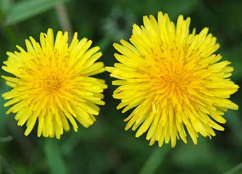 Taraxacum officinale