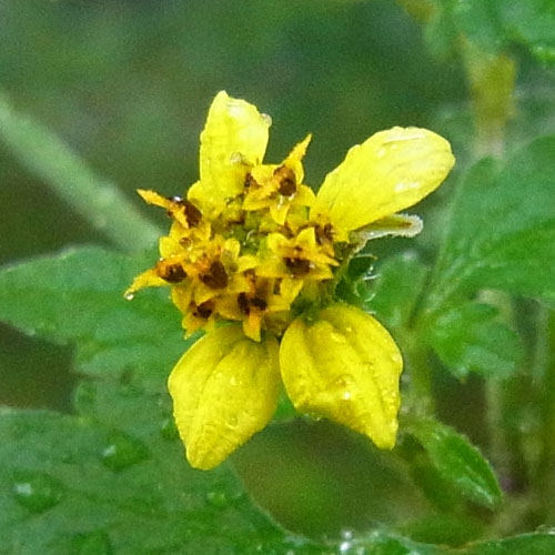 Bidens biternata
