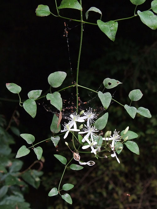 センニンソウの葉