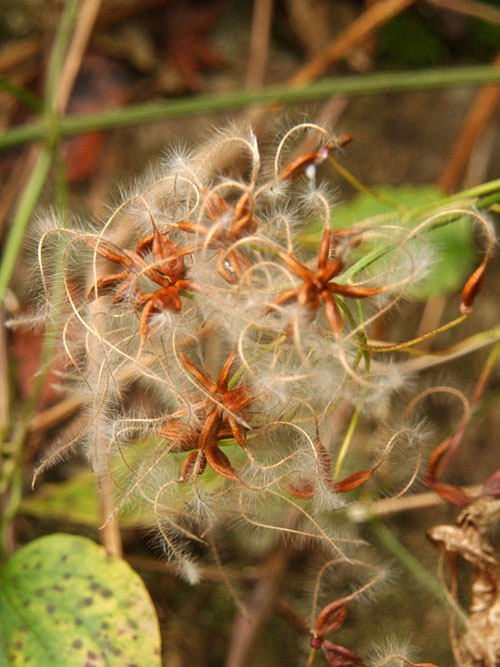センニンソウの種