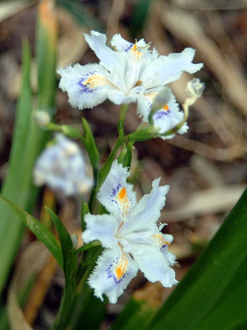 Iris japonica