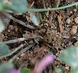 シハイスミレの根元