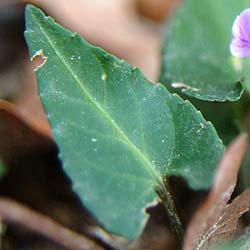 シハイスミレの葉