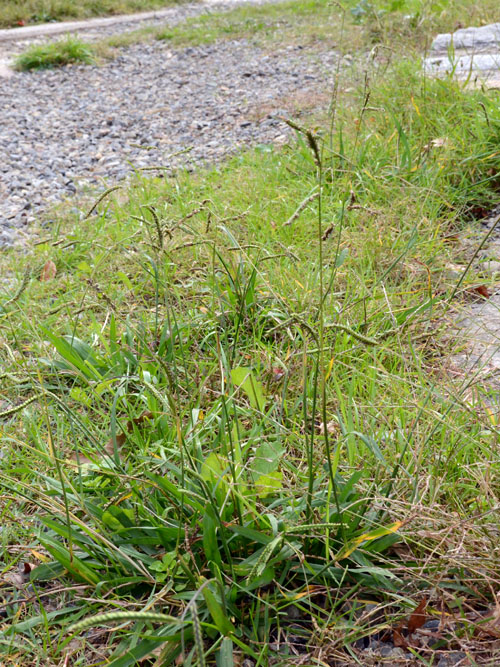 シマスズメノヒエ